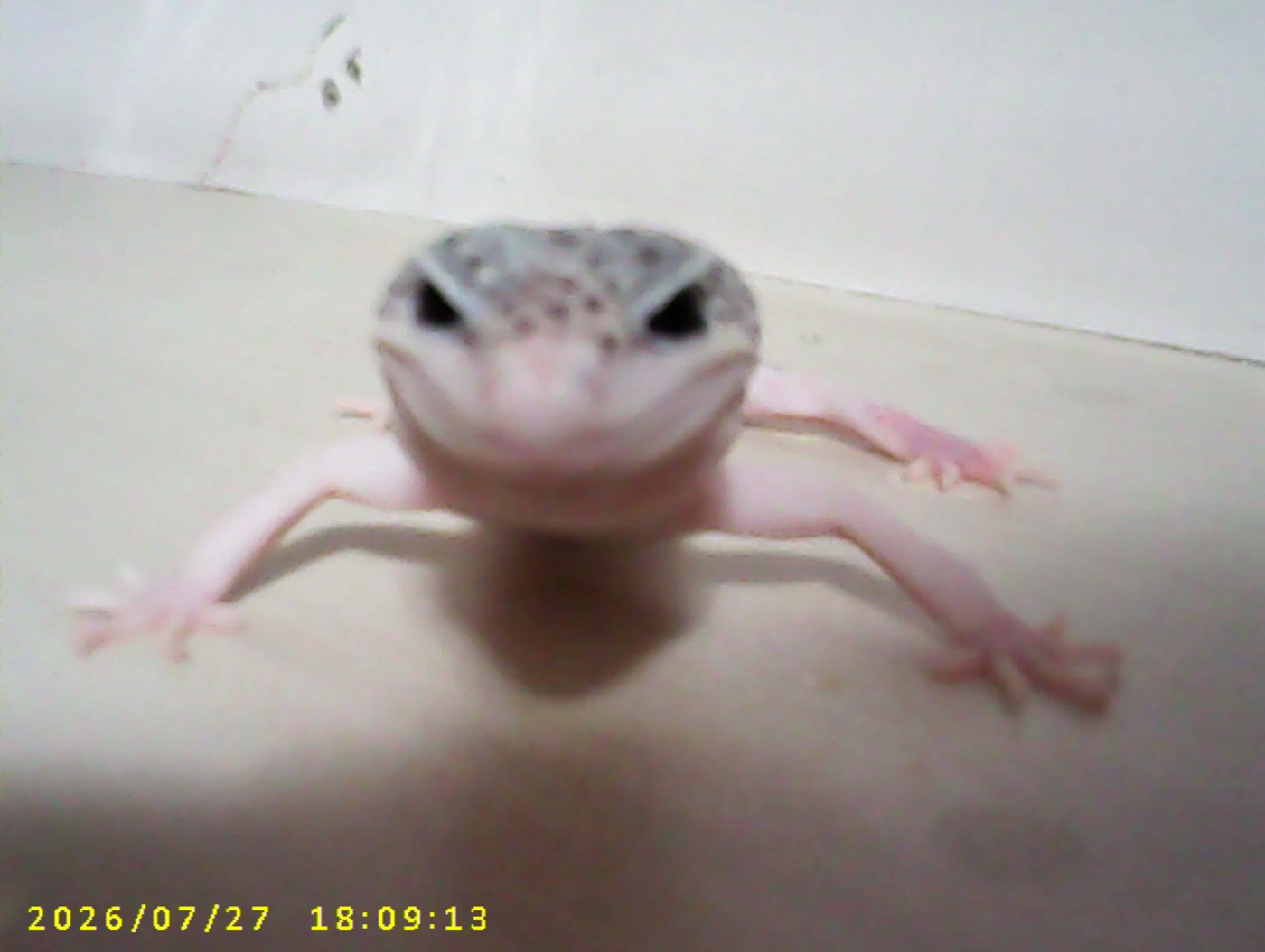 Dog the leopard gecko facing the camera